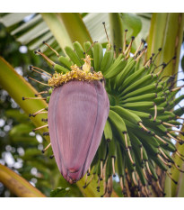 Banánovník Dwarf Cavendish - Musa acuminata - semena banánovníku - 5 ks